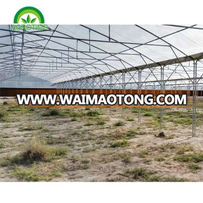 Multi span roof ventilation poly covering greenhouse for strawberry