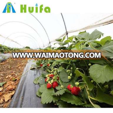 Single span sides vent Farm Agriculture greenhouse for strawberry